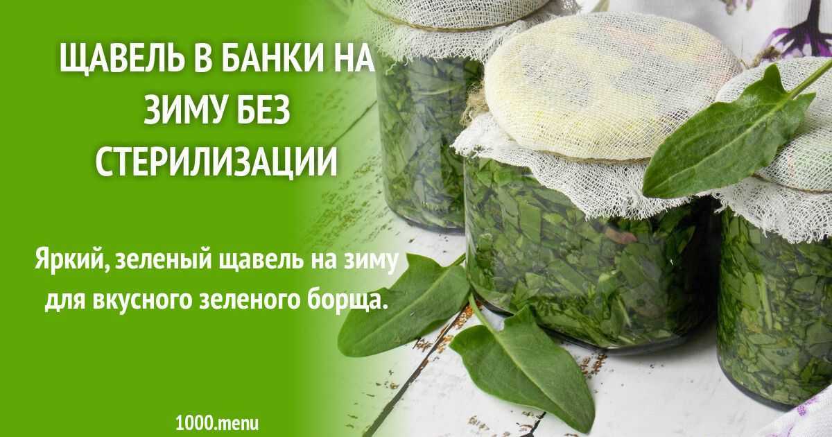 7 простых рецептов заготовки щавеля на зиму 2022-2023: в банках без стерилизации и другие способы