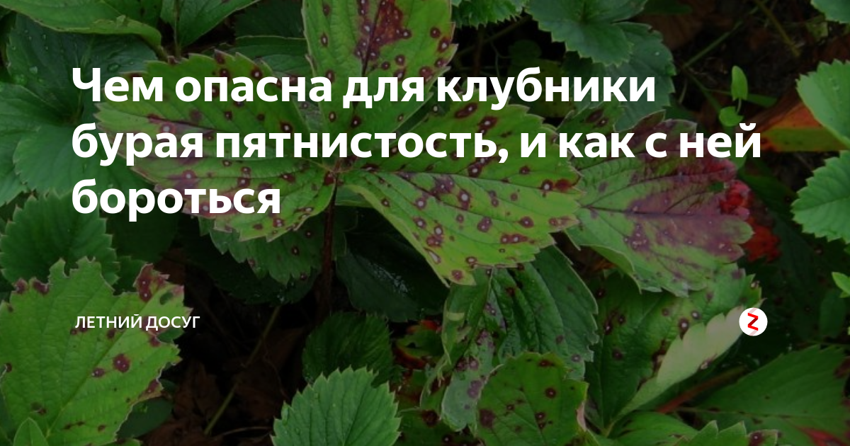 Любые заболевания клубники не только негативно сказываются на урожайности, но и если вовремя не принять меры, растение может погибнуть