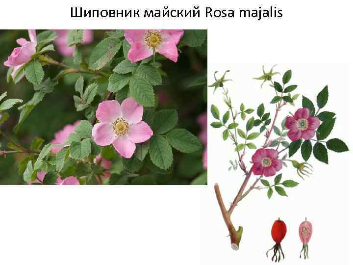 Шиповник коричный - rosa cinnamomea - описание таксона - плантариум