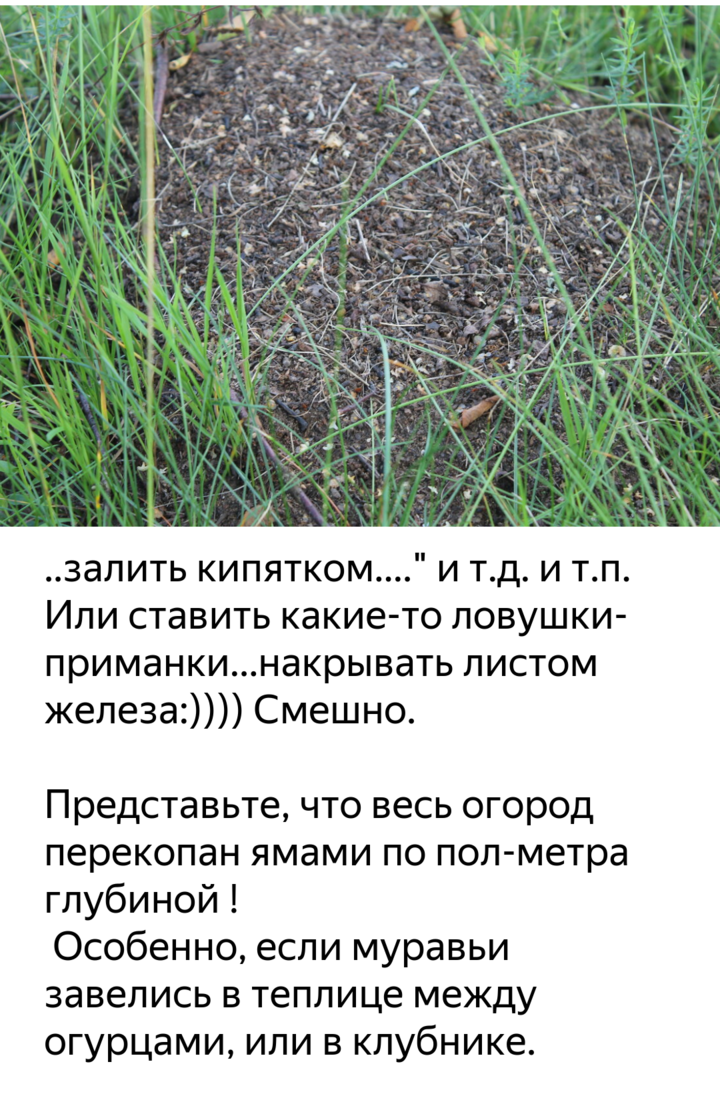 Как навсегда избавиться от муравьёв в теплице: народные средства борьбы и химия