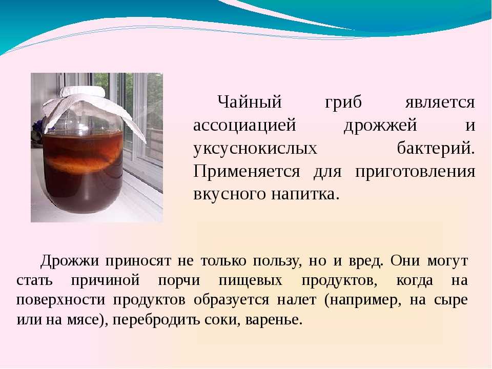 Как сохранить чайный гриб до следующего лета: при длительном отсутствии дома