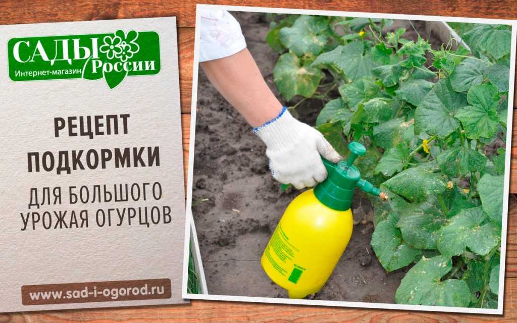 Подкормка огурцов: как, когда и чем подкармливают огурцы