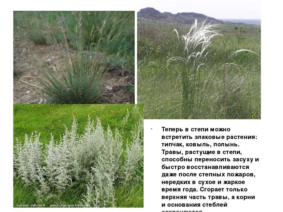 Типчак - wi-ki.ru c комментариями