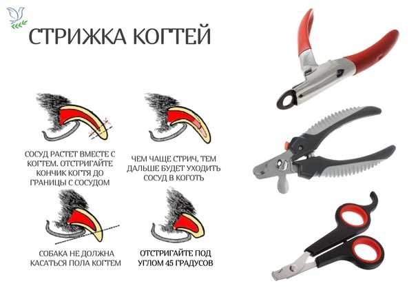 Зачем стричь когти кошке и когда начинать стрижку у котенка