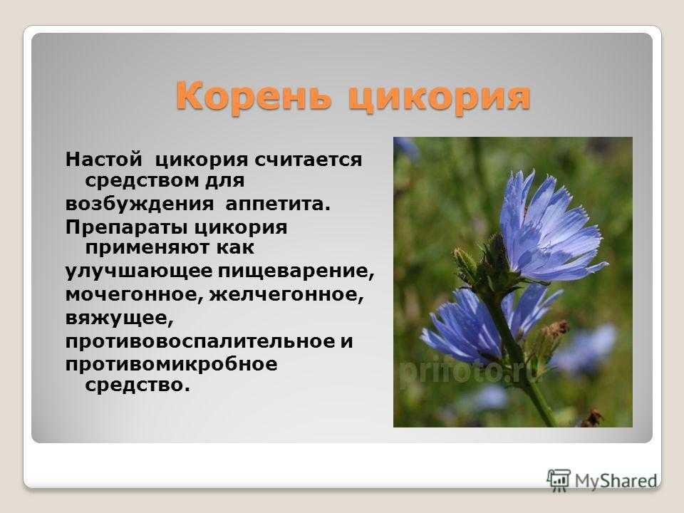 Цикорий: польза и вред, фото, полезные свойства и противопоказания