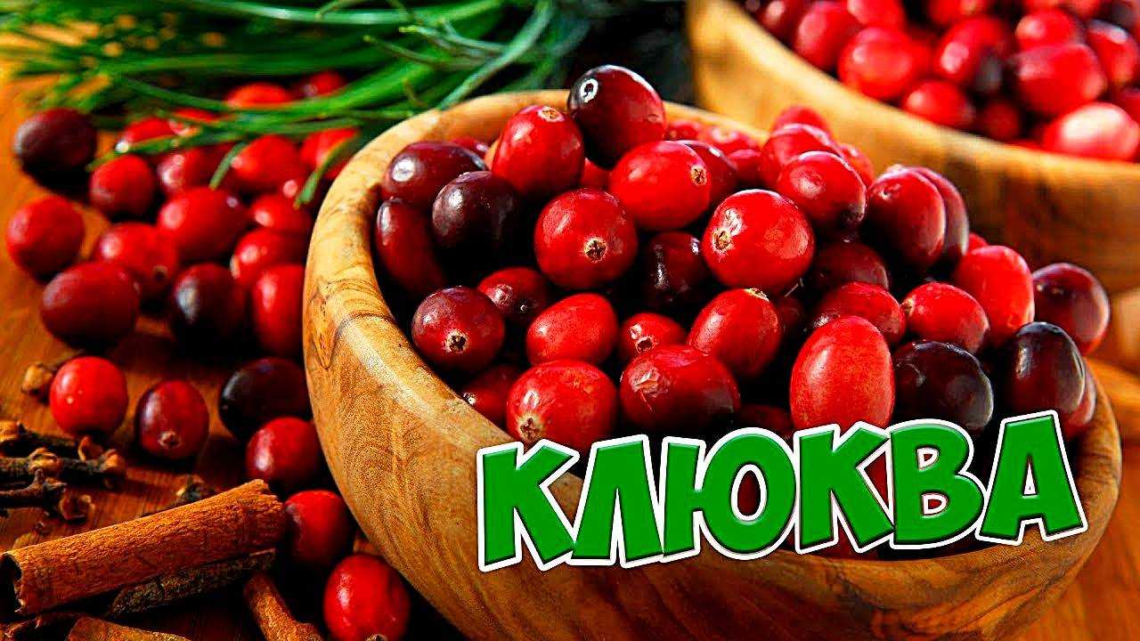 Чем полезна ягода клюква