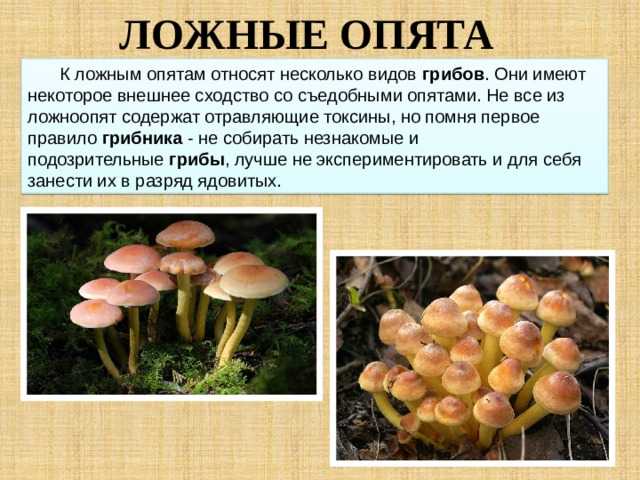 Особенность ложного (ядовитого) опёнка, как проверить гриб на съедобность при варке