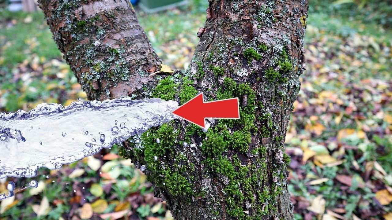 Как избавиться от мха и лишайников на плодовых деревьях