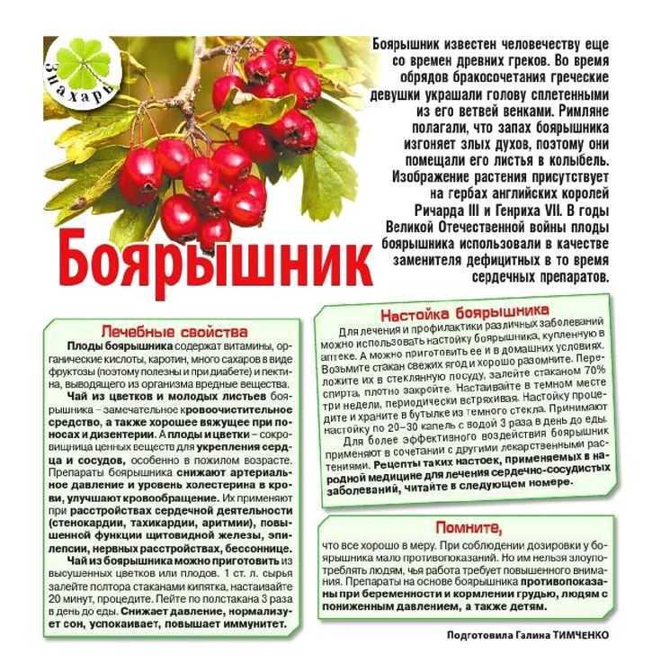 Как заваривать боярышник правильно, в термосе, в чайнике, рецепты