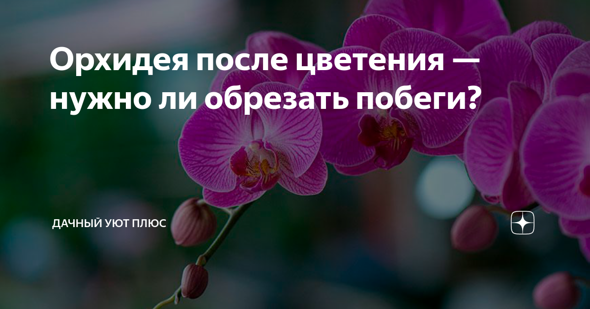 Садовые цветы, которые цветут все лето: фото и названия
