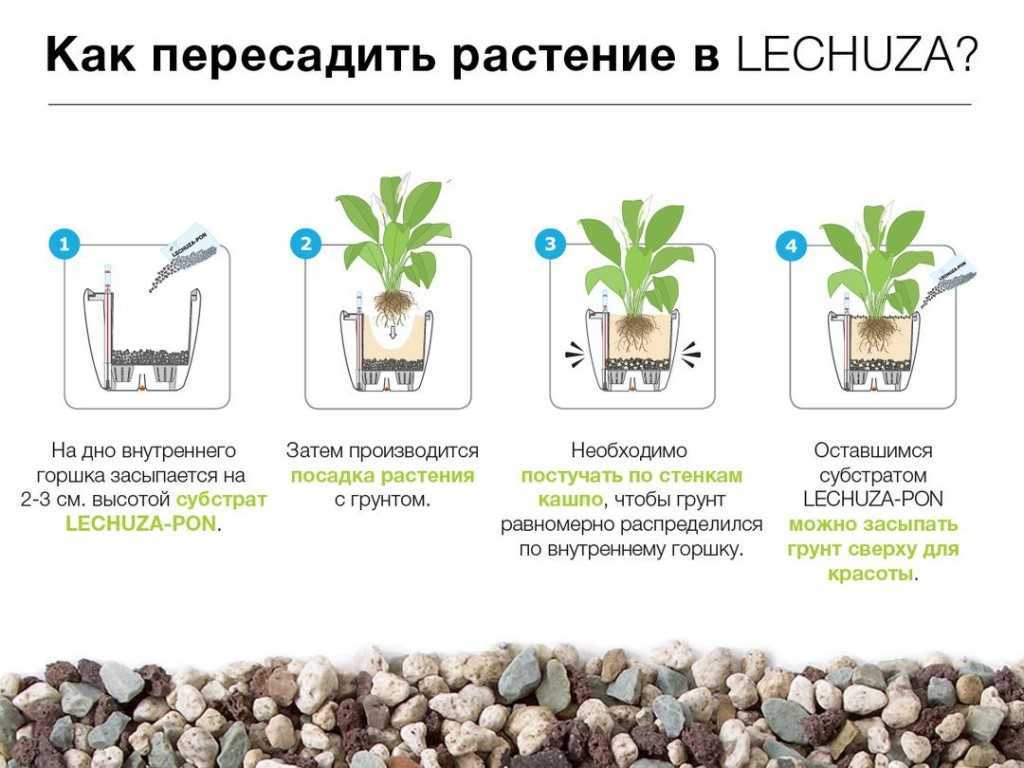 Филодендрон: виды растения и особенности выращивания в домашних условиях