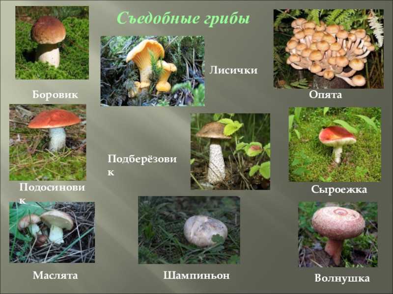 Как чистить белые грибы в домашних условиях: обработка после сбора и перед приготовлением, как мыть