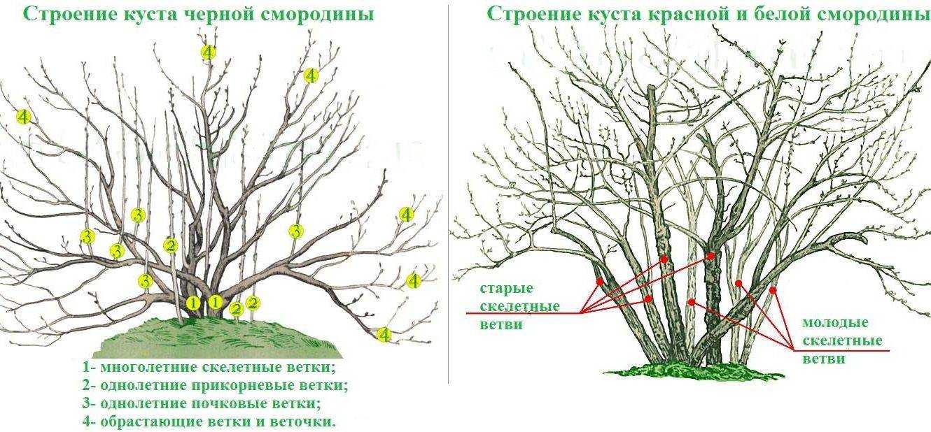 Обрезка красной и белой смородины: сроки, правила формирования
