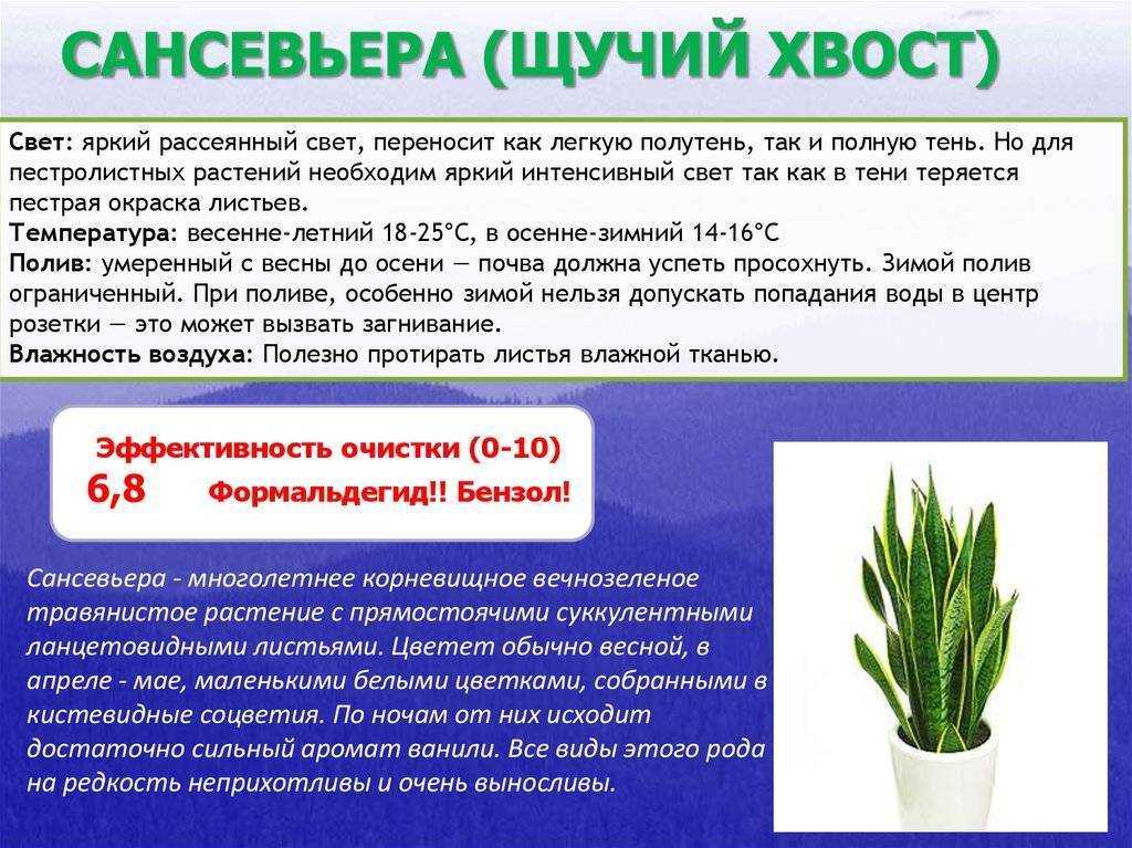 Цветок щучий хвост (сансевиерия): виды, уход в домашних условиях, размножение, вред или польза, приметы и суеверия, фото