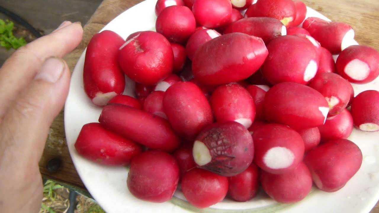 Как сохранить редиску на зиму свежей и вкусной