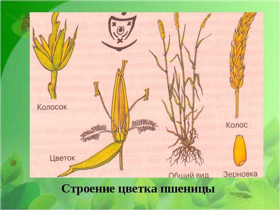 Ячмень гривастый: описание и тонкости выращивания