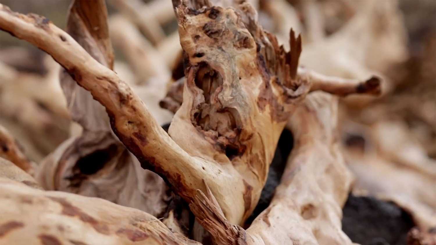Сандаловое дерево - sandalwood