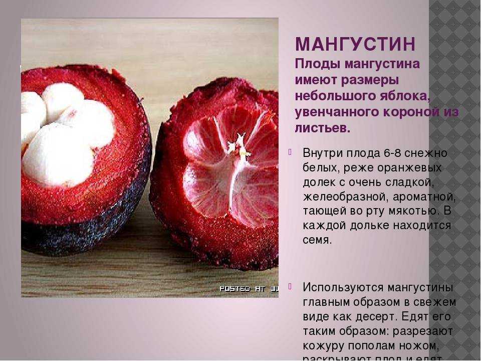 Мангостин — тропический фрукт из южно-восточной азии