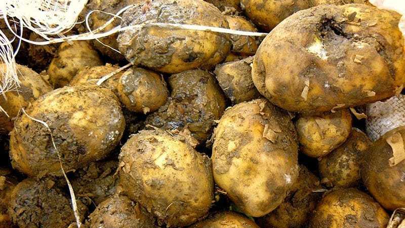 Сухая гниль картофеля: как с нею бороться
