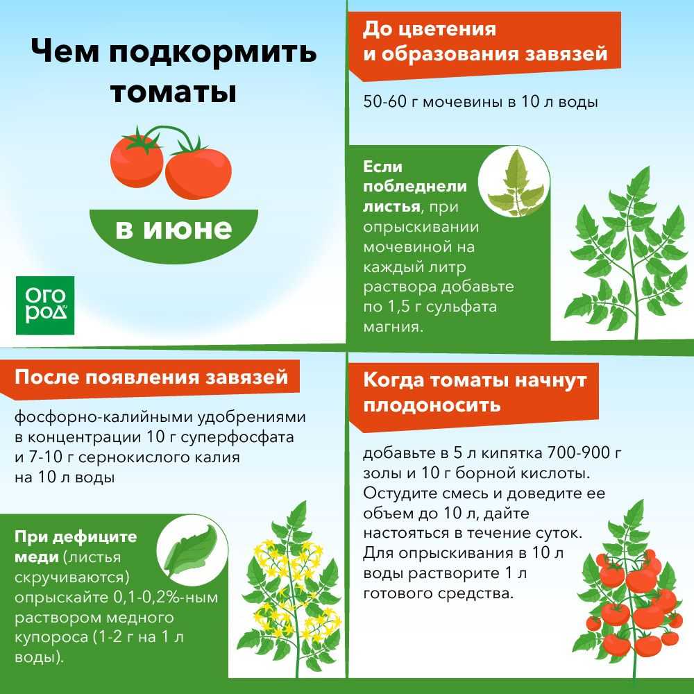 Как формировать томаты: подробная инструкция для новичков