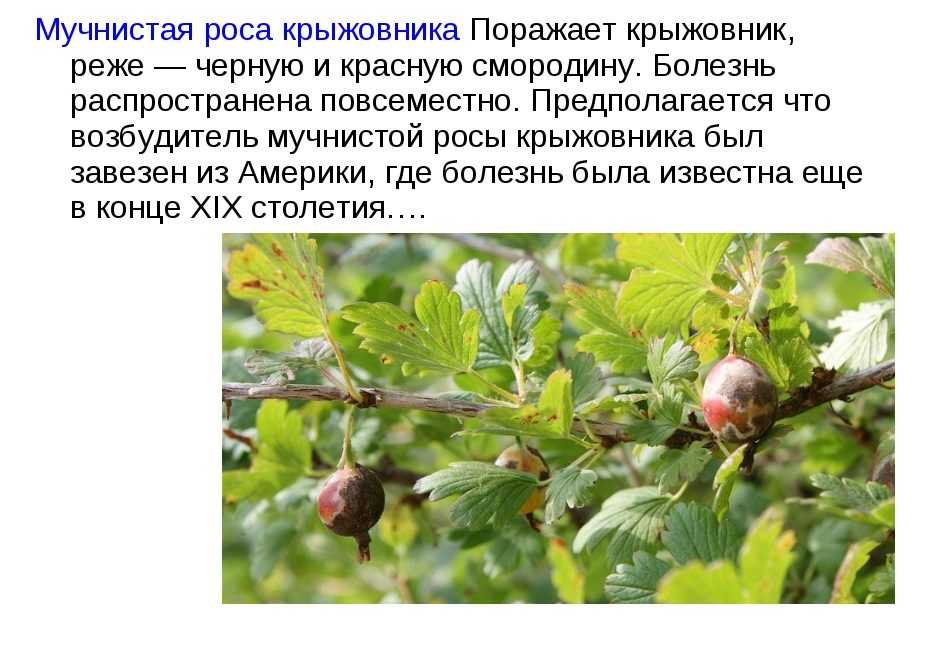 Как избавиться от мучнистой росы на крыжовнике