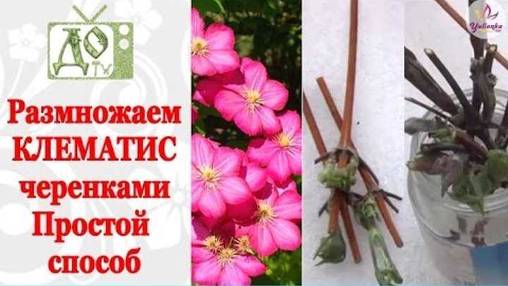 Размножение кустовых клематисов