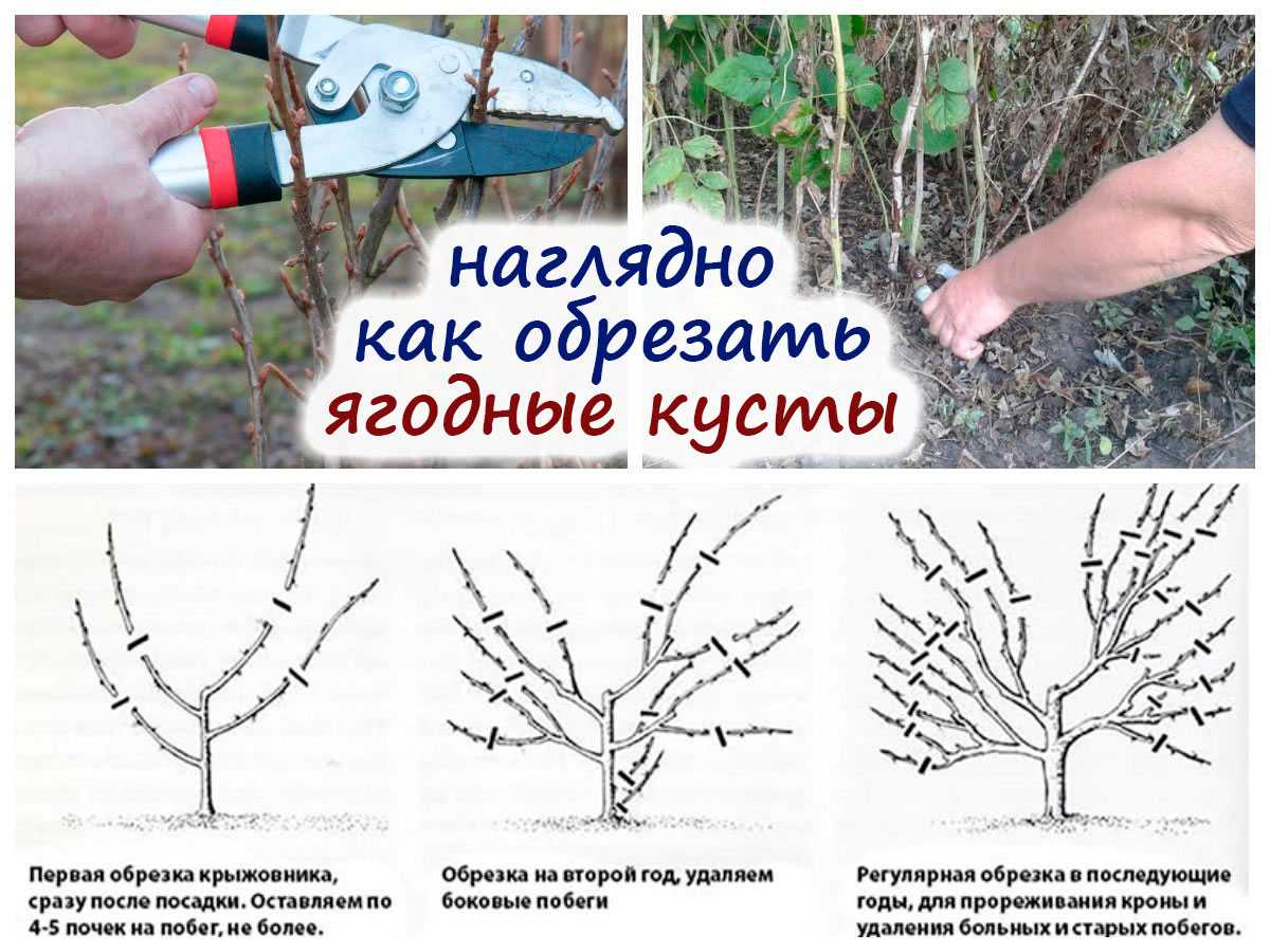 Обрезка деревьев зимой, обрезка плодовых деревьев (сроки, схема) + видео для начинающих