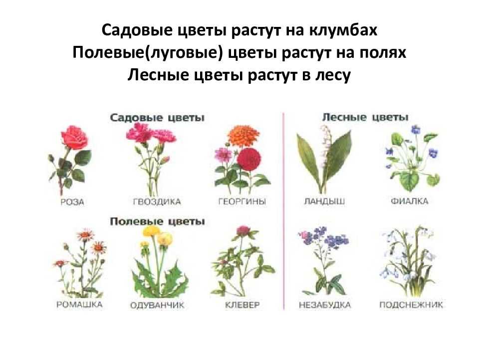 Полевые цветы с названиями - theflowers