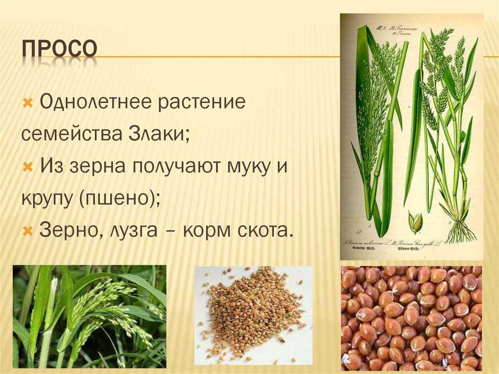 Из какого злака делают пшено? полезные свойства продукта