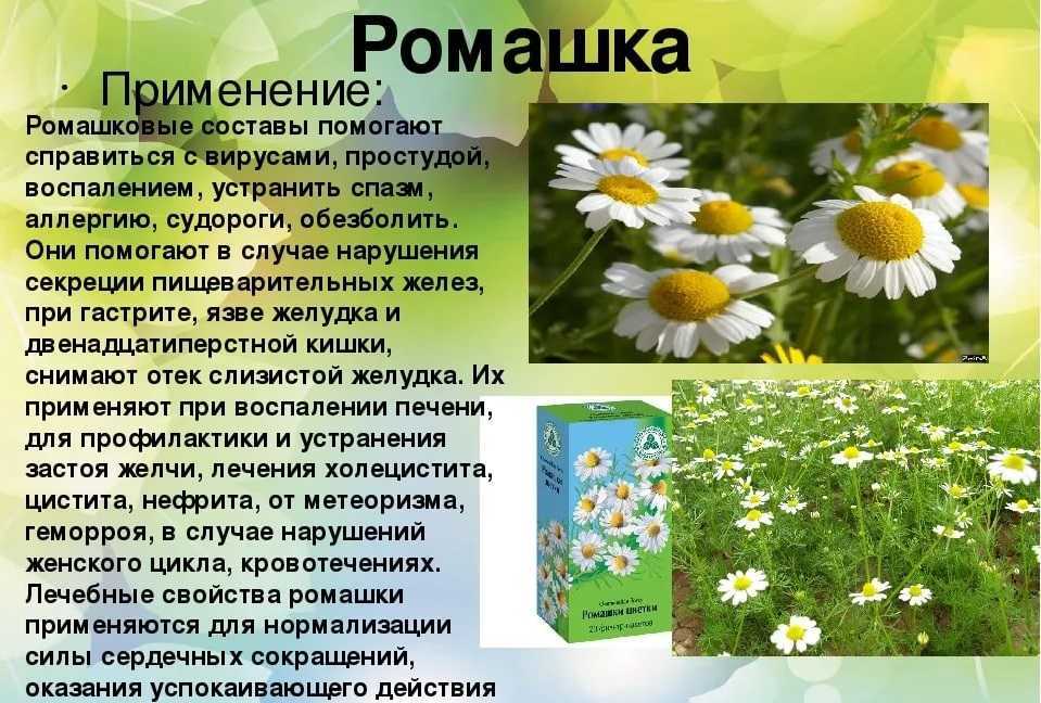 Ромашка аптечная: лечебные свойства и противопоказания