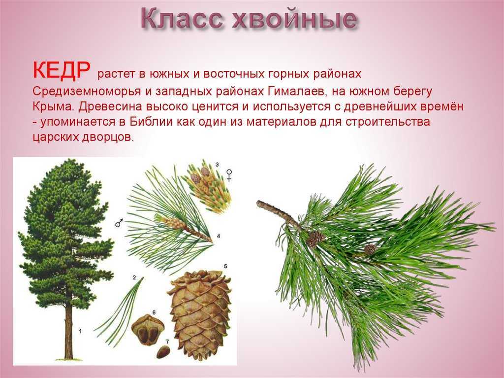Через сколько лет кедр начинает плодоносить. кедры (cedrus) - крупные хвойные деревья, родственники лиственниц.
