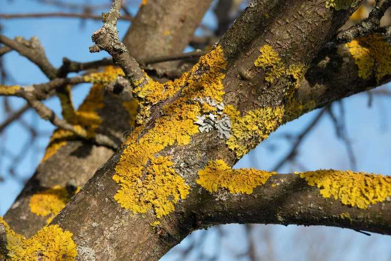 Лишайник и мох на плодовых деревьях: как избавиться, способы борьбы