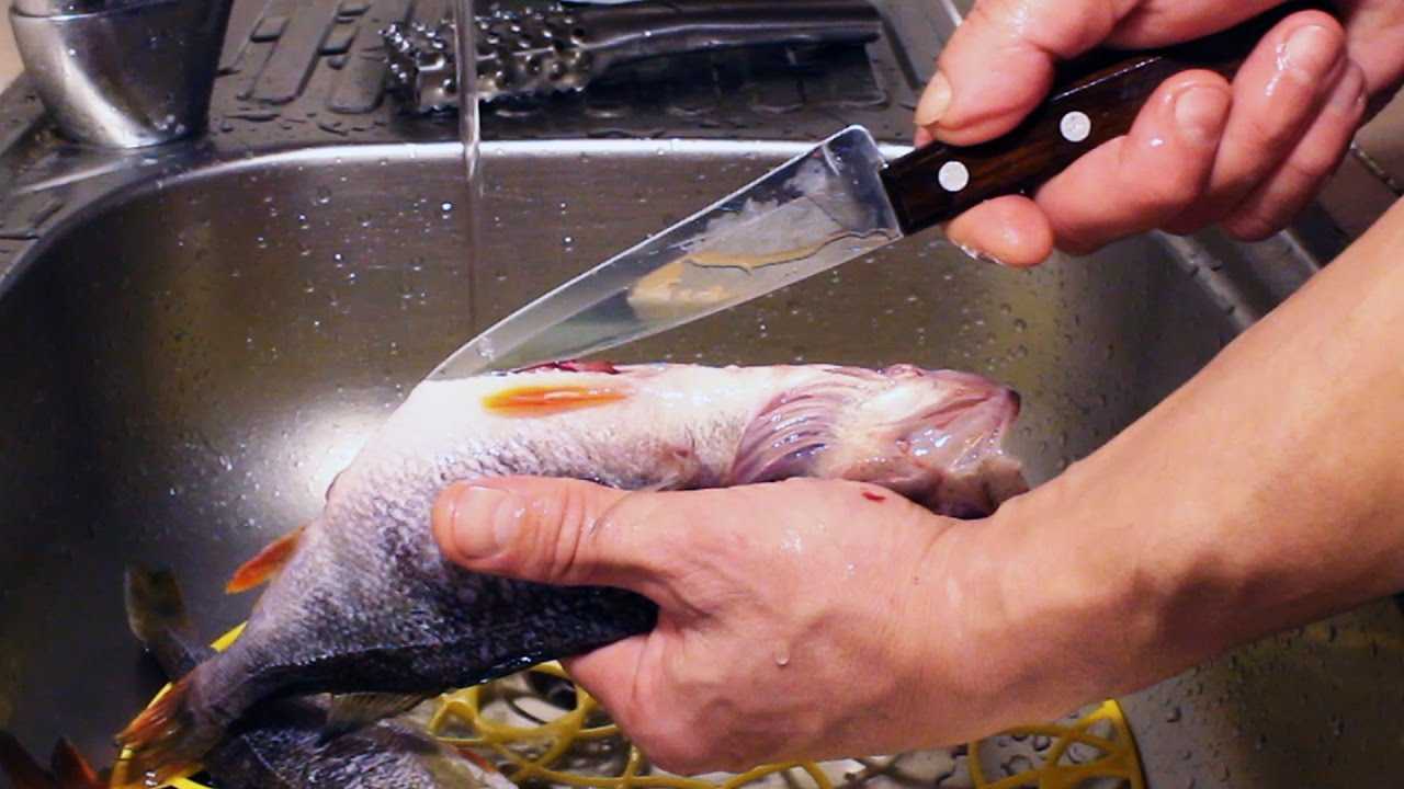 11 способов быстро почистить окуня