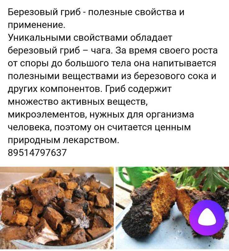 Сколько хранится чага в сухом виде | мой сад и огород