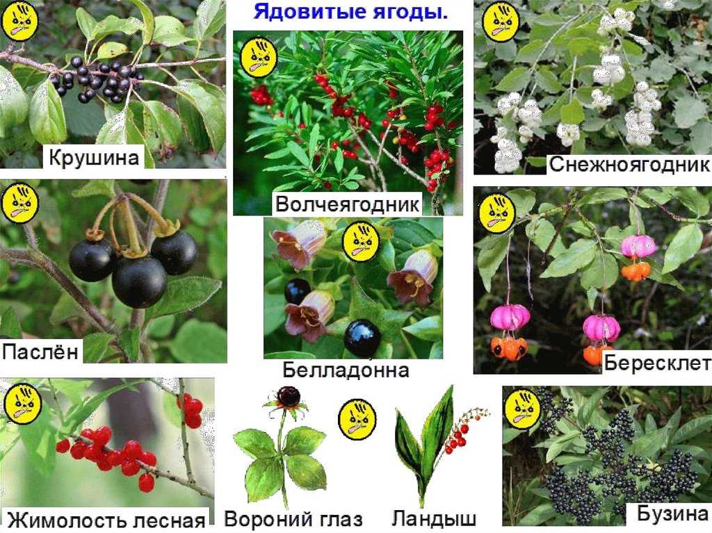 Ядовитые ягоды россии