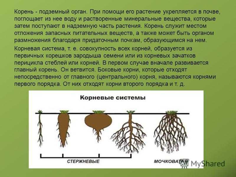 ✅ крахмал, как удобрение для смородины — можно ли подкармливать кусты крахмалом и как правильно это делать - tehnoyug.com