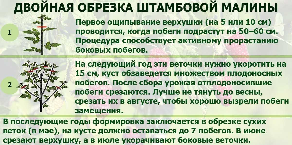 Правила и секреты успешной посадки малины в саду