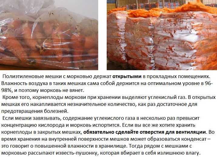 Хранение моркови в погребе зимой: как лучше хранить?