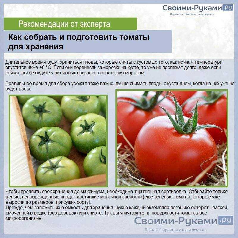 Как сохранить помидоры долго свежими и где их лучше хранить: подходящие сорта и правильная подготовка