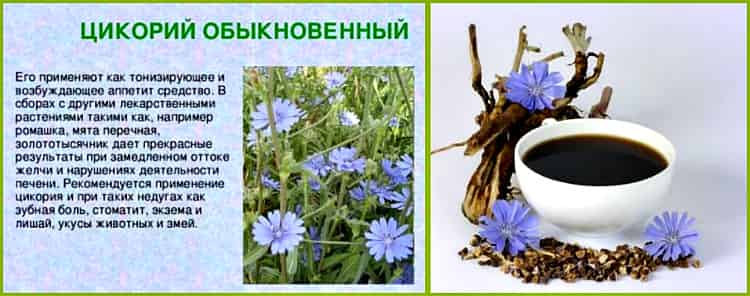 Полезный заменитель кофе. кому можно, а кому нельзя пить цикорий?