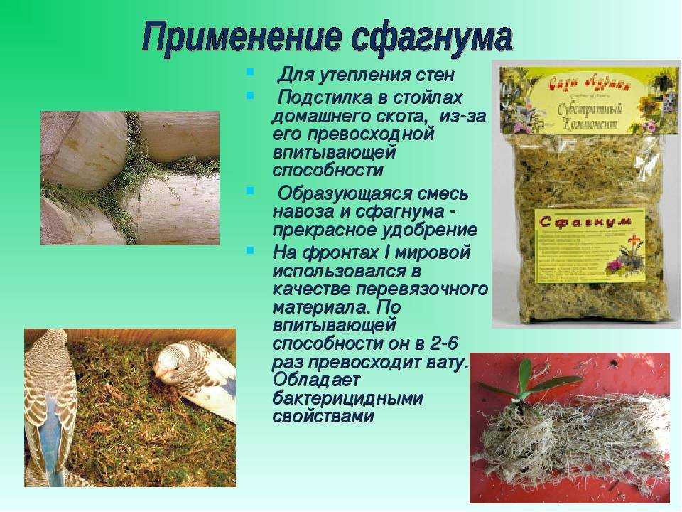 Как правильно хранить мох сфагнум » сусеки