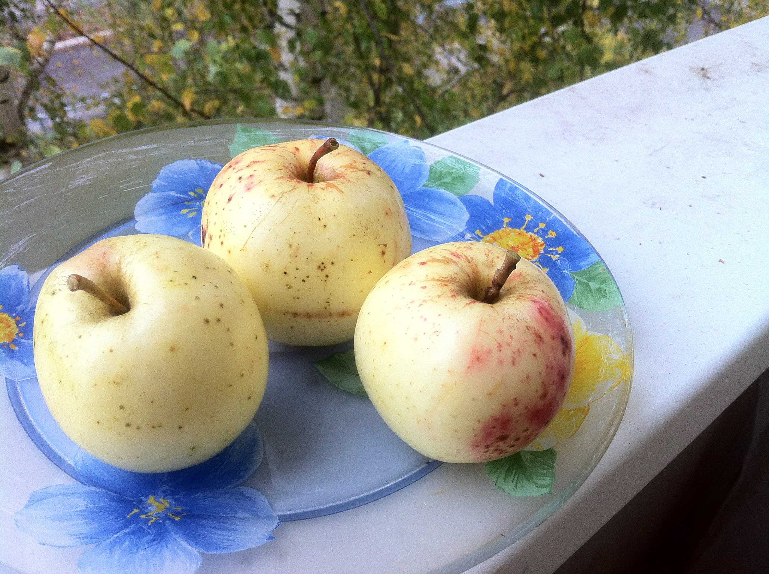 Лучшие сорта яблок: самые вкусные и урожайные