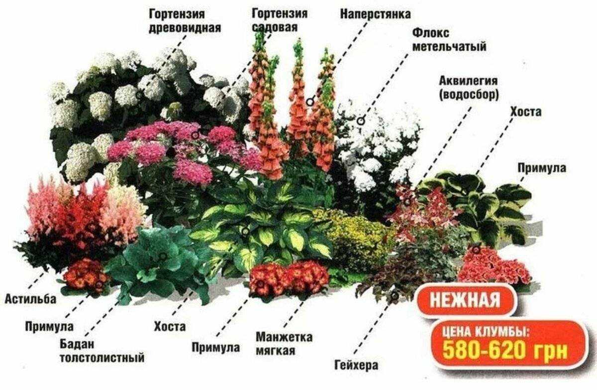 Декоративные кустарники для дачи и сада фото - каталог