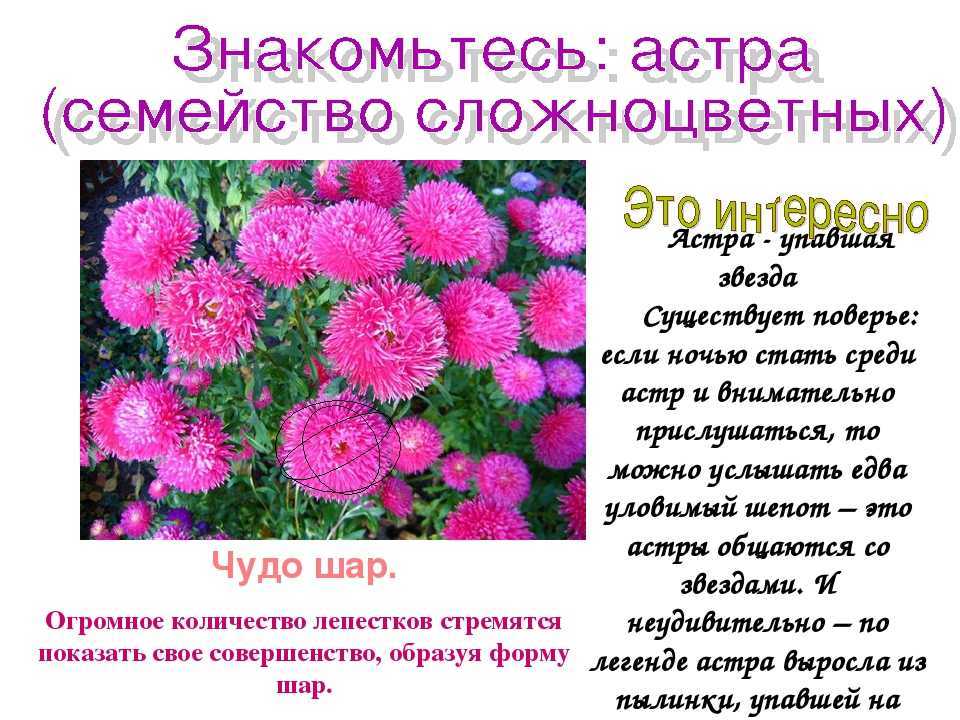 Астры - выращивание и уход за цветком. много фото лучших видов астры + советы по уходу