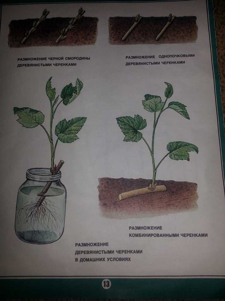 Раскрываем секреты как происходит размножение смородины черенками