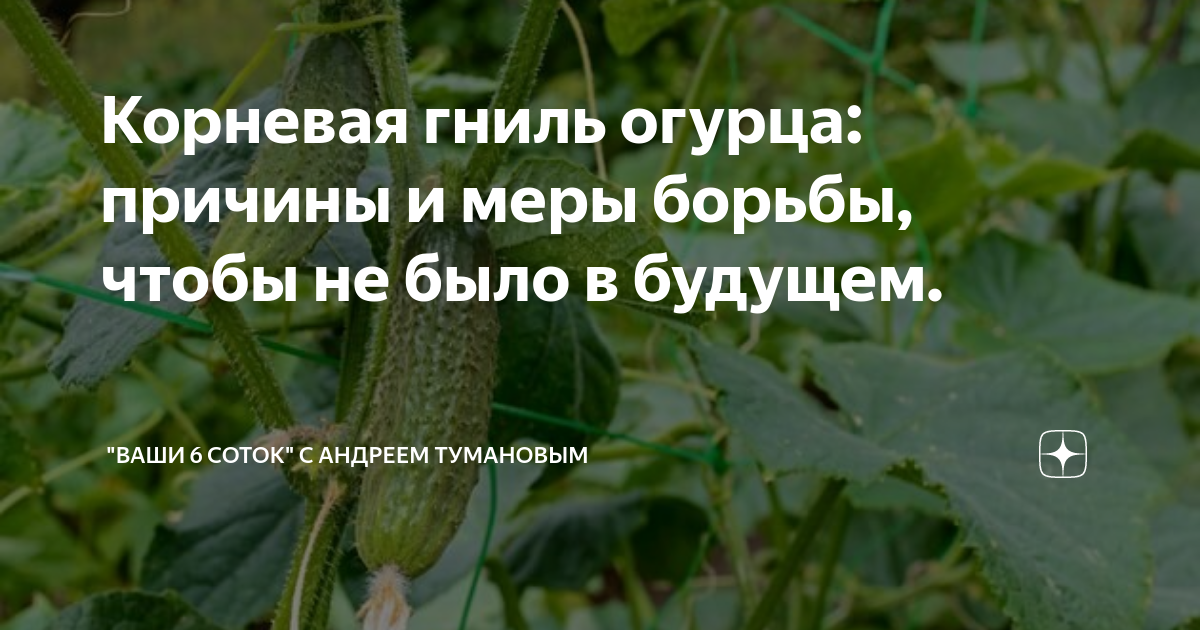 Аскохитоз огурцов: причины, симптомы, лечение и фото | домашняя ферма