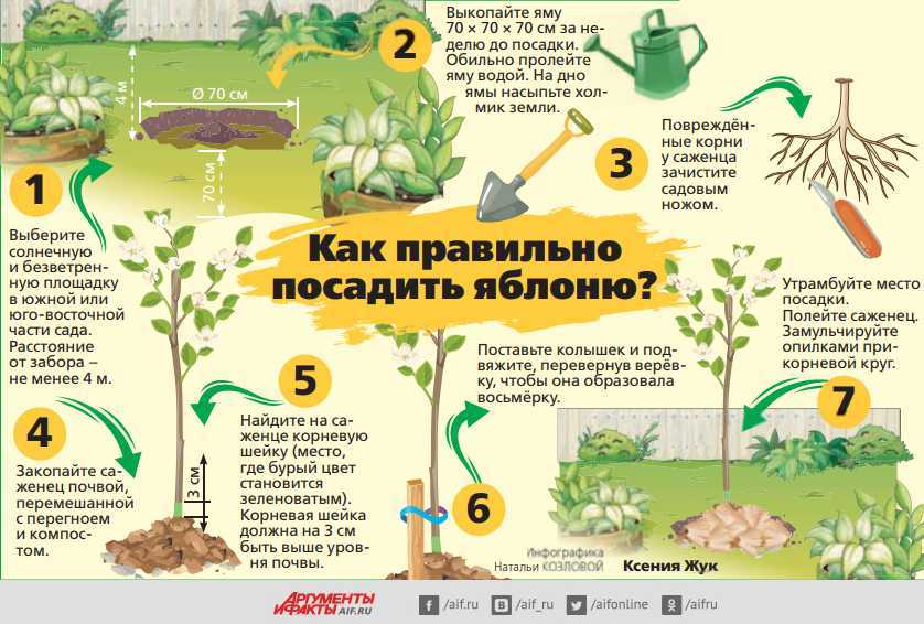 Какие бывают виды роз?