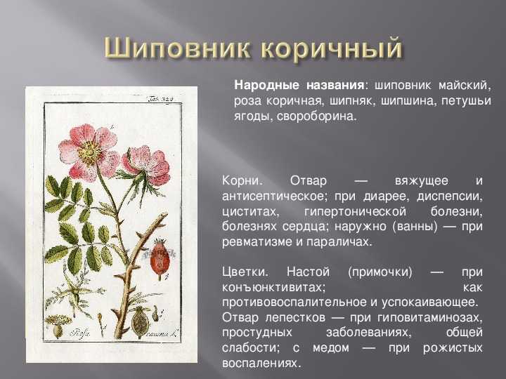 Шиповник коричный (шиповник майский)