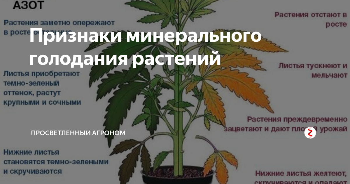 Азотные удобрения – что такое, какие бывают, как применять в 2023 году на гудгрунт