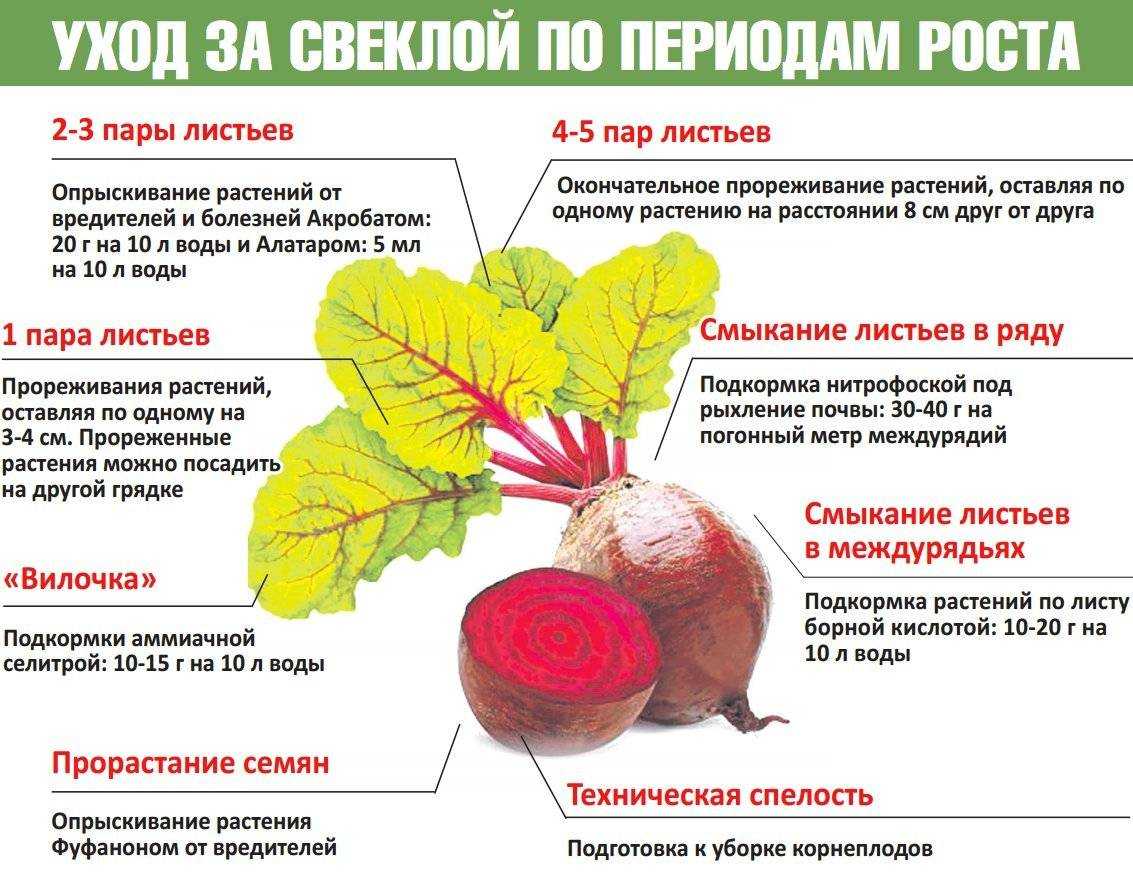 Маринованный физалис: лучшие рецепты приготовления на зиму